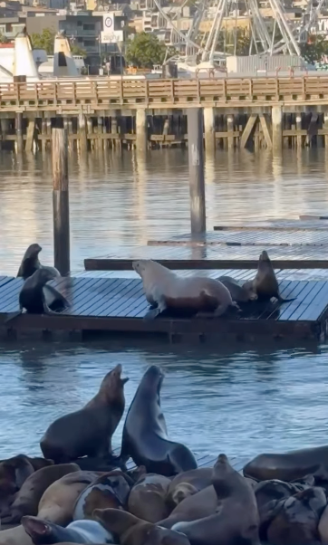 The real Chonkers, pictured here, was first spotted at Pier 39 in March and last seen in early May, making his nearly two-month stay in the San Francisco Bay area unusual for a Steller sea lion (Instagram/Pier 39)