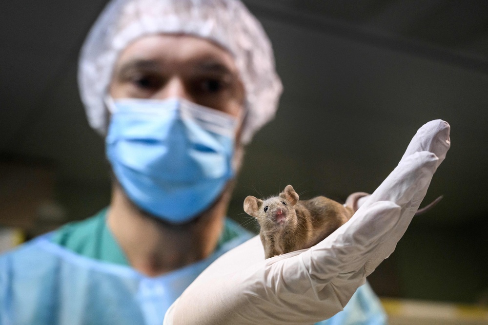 Tests in mice showed those on the drugs had improved changes to their health over mice that were on low-calorie diets (AFP via Getty Images)
