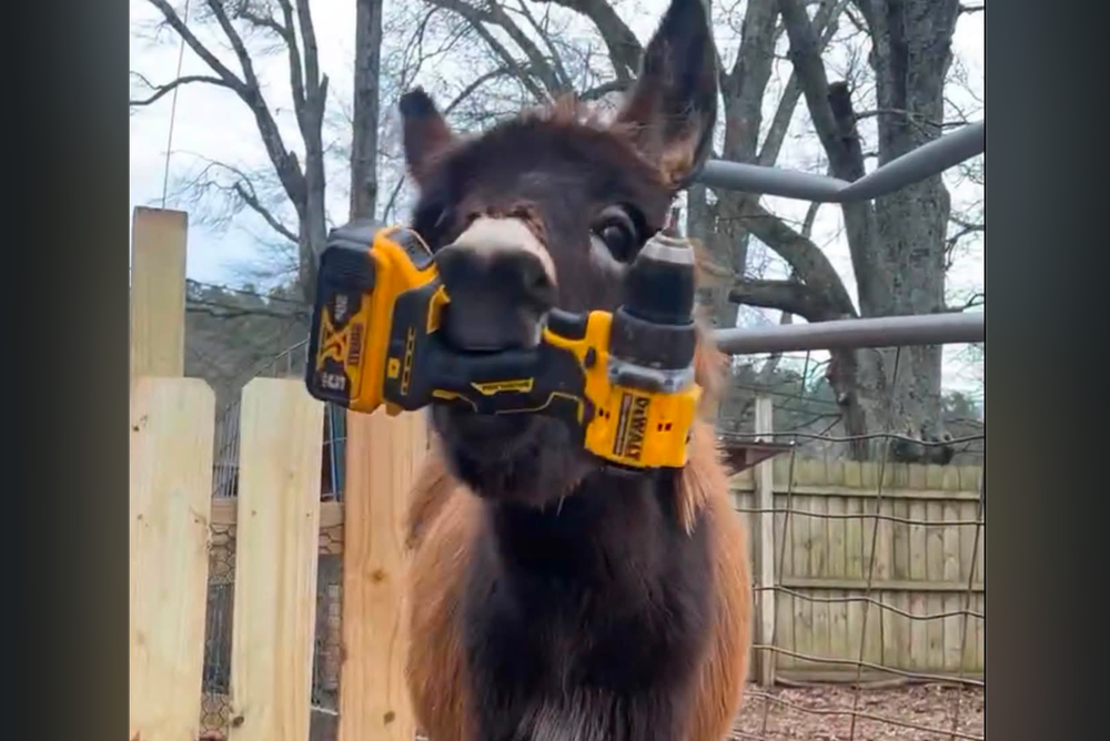 HeeHaw the donkey with a power tool. The donkey was shot and killed by a Cedartown, Georgia police officer who claimed the animal 'charged' at him and a K-9 handler (Elsberry Riding and Farm)