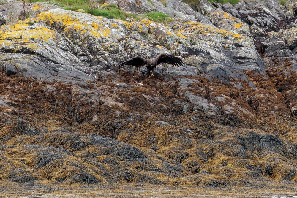 Forestry and Land Scotland (FLS) temporarily closed the car park and the trails to Àrd-Àirigh to minimise any disturbance and give the birds the best chance of raising their young successfully (Forestry and Land Scotland/PA)