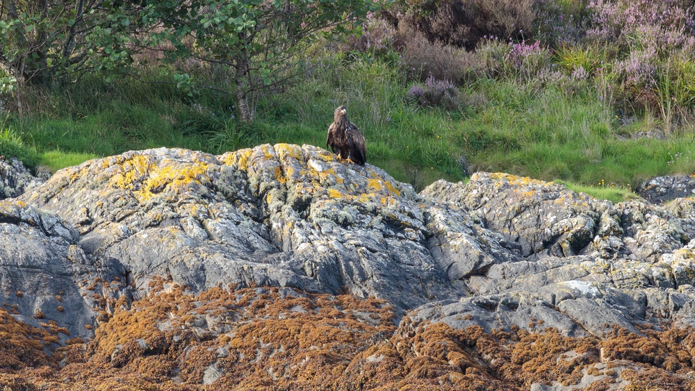 The eagles are said to be gaining in confidence (Forestry and Land Scotland/PA)