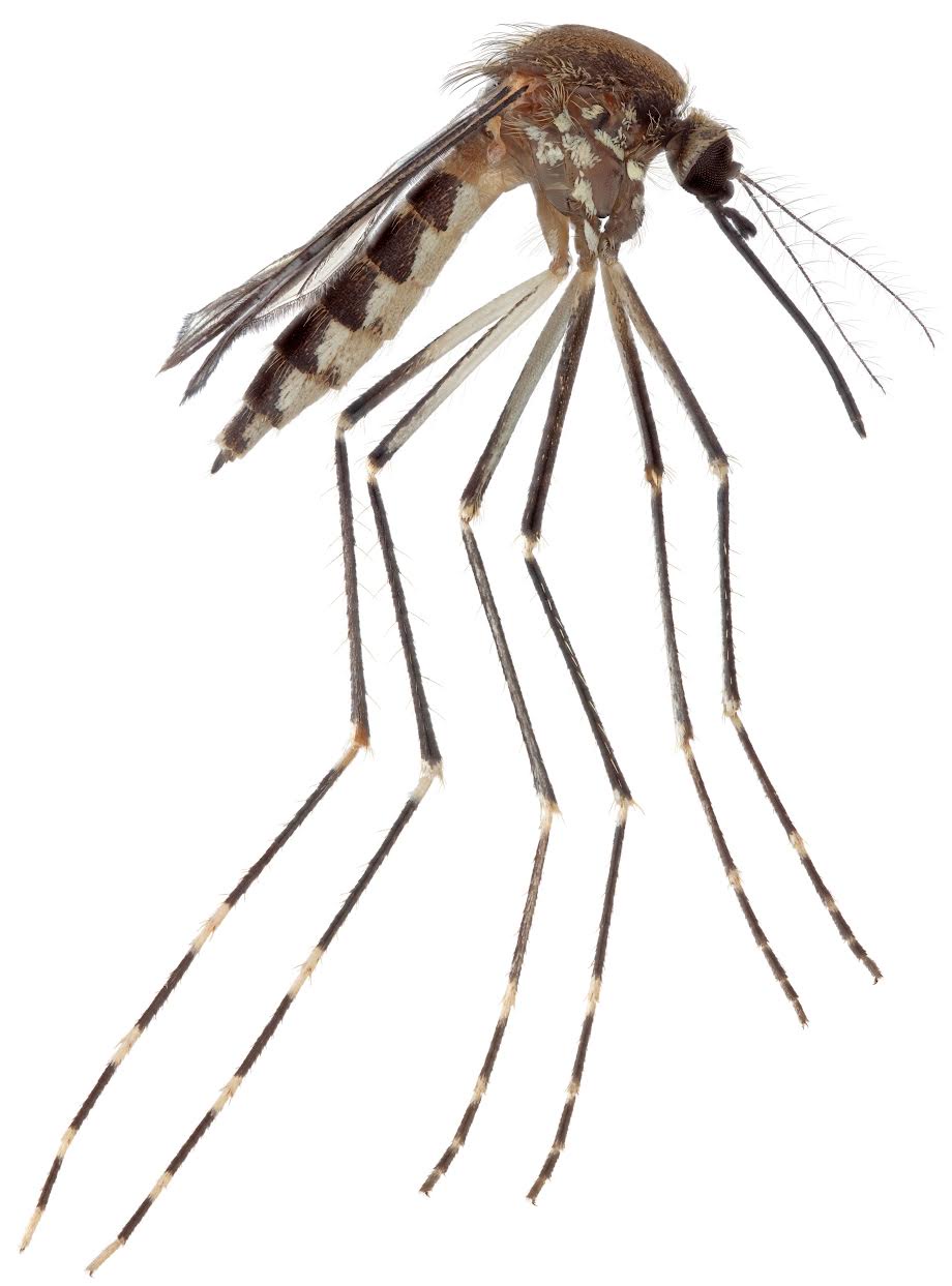 The Aedes amateuri was found in Arizona’s mountainous terrain. Reeves suspects the species has also spread to nearby New Mexico (Lawrence Reeves)