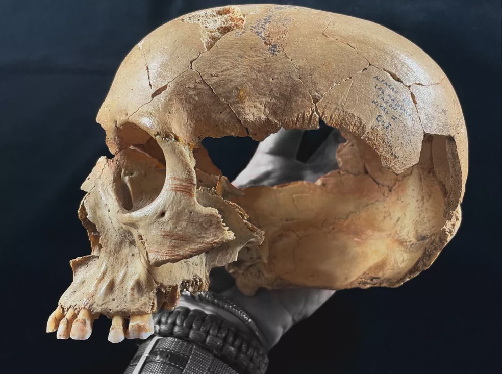 Adult skull from Majolicas Cave showing cut marks (Antonio Rodríguez-Hidalgo/IAM-CSIC)
