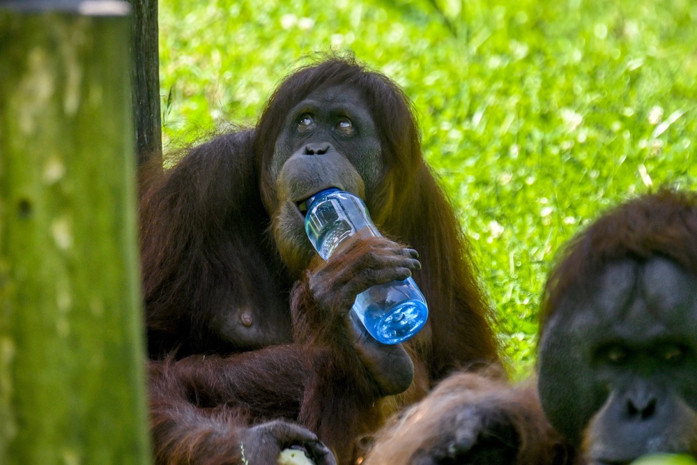 An orangutan opens a water bottle in its enclosure at Dortmund Zoo in Germany (AFP/Getty)