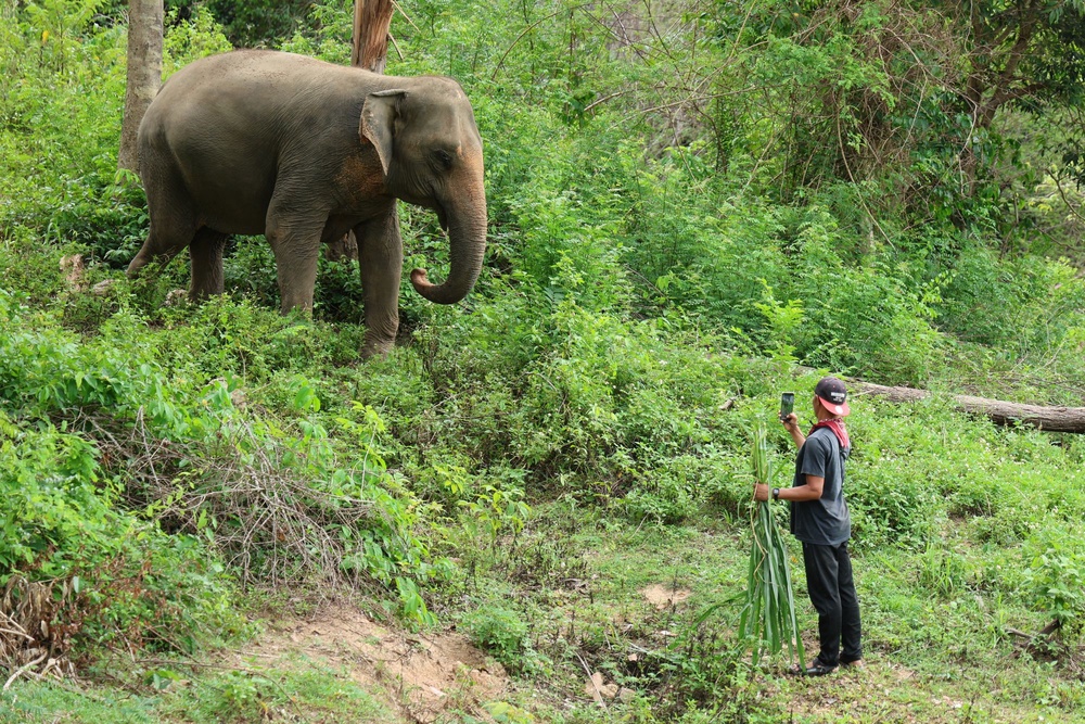 Female elephant Somboon at the Samui Elephant Haven on Koh Samui (AFP via Getty)