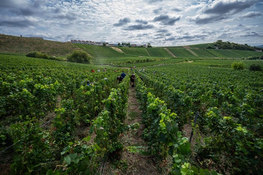 Grape-pickers harvest Chardonnay grapes on a plot of the Gobillard vineyard in Hautvillers (AP)