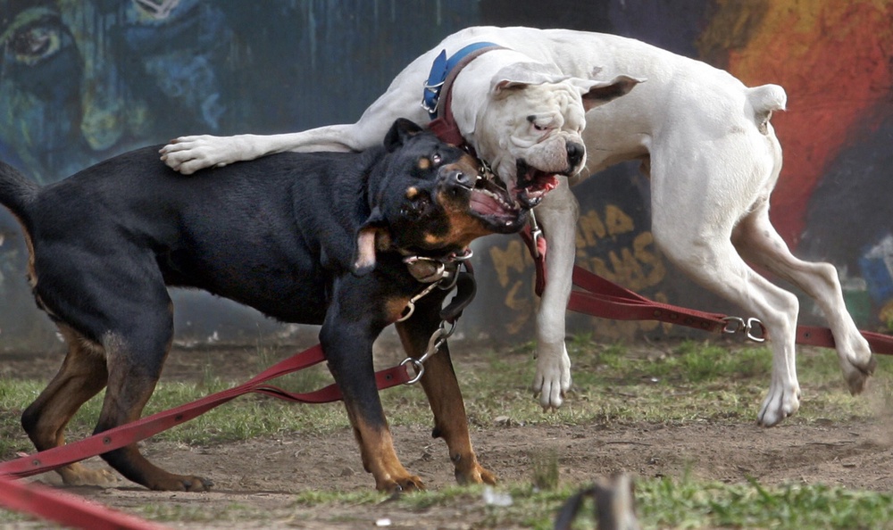 A Rottweiler, pictured here on the left, is one of 12 breeds commonly excluded from dog-bit coverage, according to insurance marketplace Policygenius (AFP/Getty)