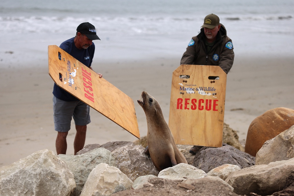Rescuing adult sea lions weighing more than 300 pounds requires teams of up to six people, creating an exceptionally strenuous physical workload for responders (AFP via Getty Images)