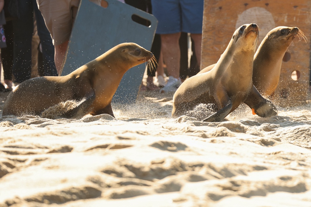 After clearing intensive treatments to flush the neurotoxin from their systems, three recovered sea lions were released back into the wild on Thursday (AFP via Getty Images)