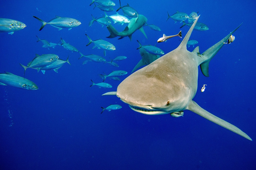 Shark attacks in the Turks and Caicos archipelago are rare, but they do happen. Club Med guest Yvonne Martin is suing the resort chain over a shark bite she says she got during an October 2024 stay (AFP via Getty Images)
