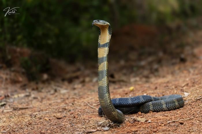 King cobra (Ophiophagus kaalinga) from the Western Ghats of India (Kartik Sunagar)