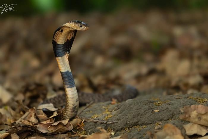 Monocellate cobra (Naja kaouthia) from West Bengal, India (Kartik Sunagar)