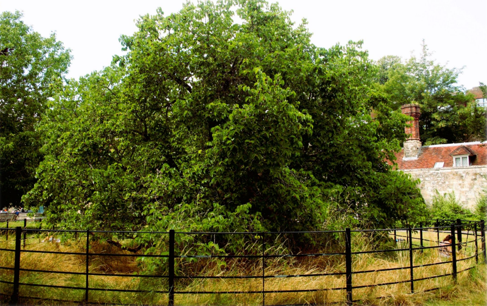 Lewes' much-loved Black Mulberry tree (Lewes Town Council)