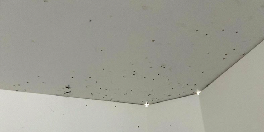 Federal inspectors photographed insects infesting showers at a facility where detainees were only able to bathe three days a week (DHS OIG)