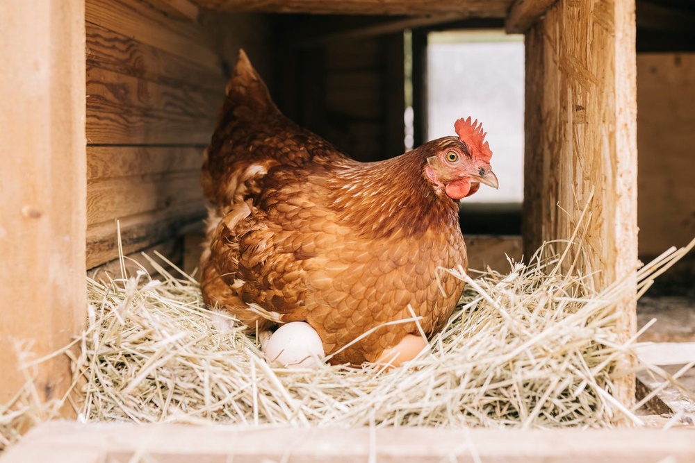Heat-stressed hens can lay smaller eggs with weaker shells (Getty)