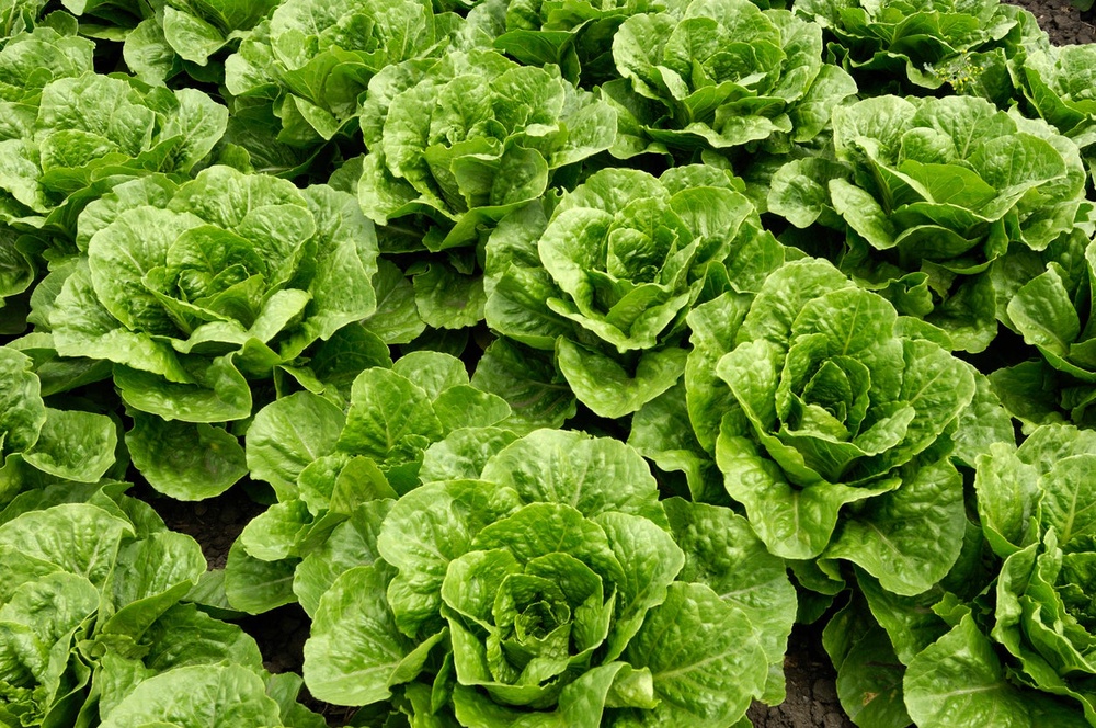 Heat can make lettuce bolt, leaving the leaves tougher and more bitter (Getty)