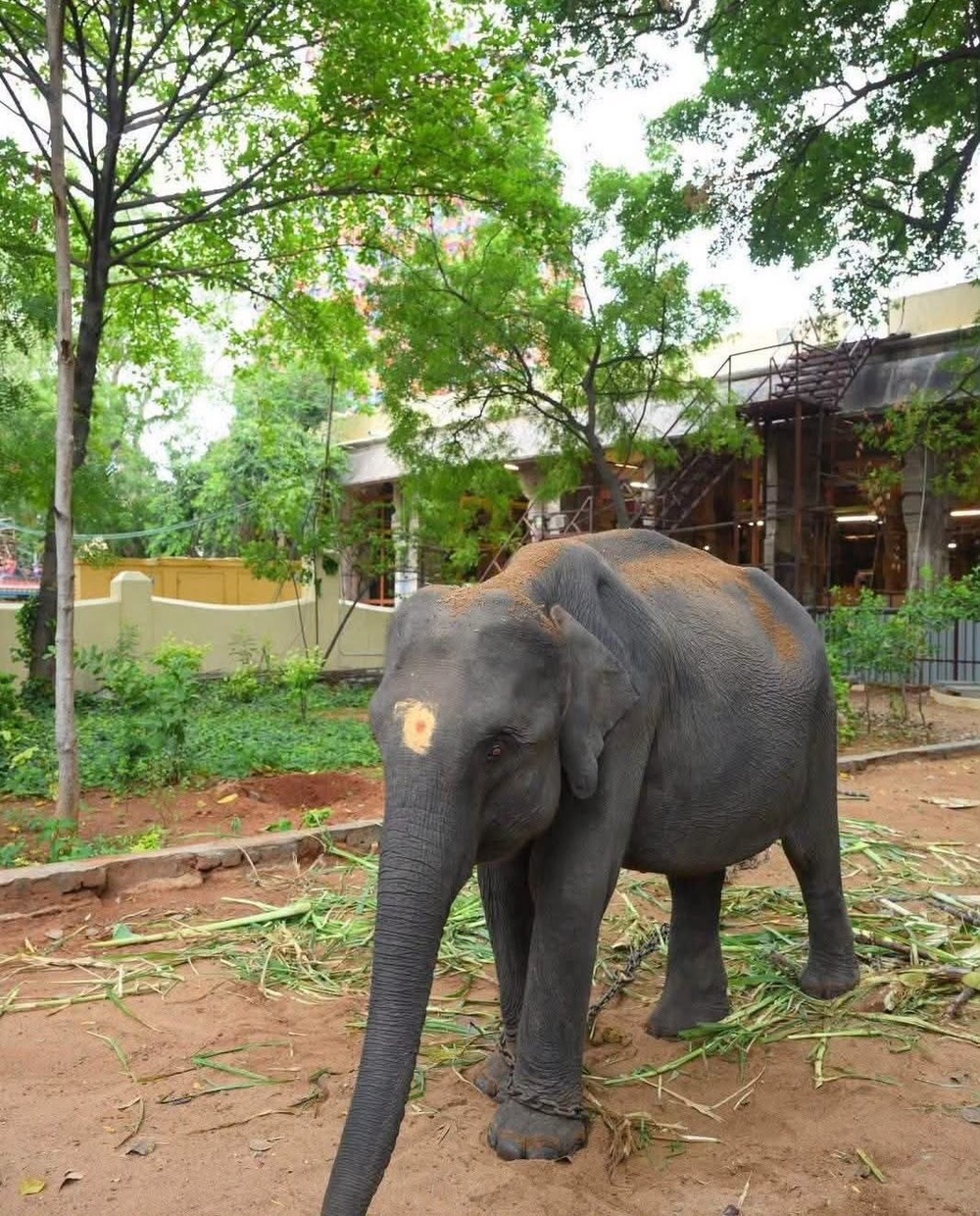 Durga was left Assam on the night of 7 September and reached Madurai on the night of 13 September, covering approximately 3,000 km in around six days (Supplied)