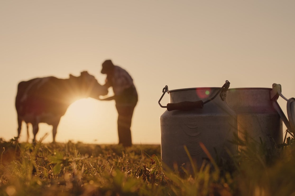 Hot weather can affect both how much milk cows produce and what that milk tastes like (Getty)