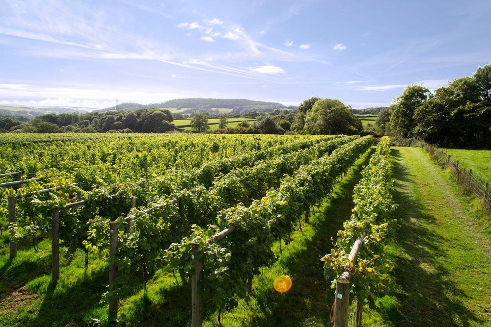 Warmer growing seasons have helped turn English and Welsh wine into a serious industry (Getty)