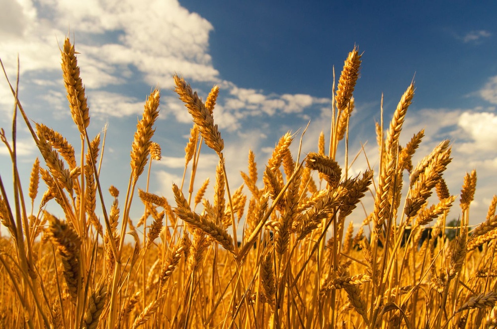 Heat stress can leave wheat grains smaller while changing the balance of starch and protein (Getty)