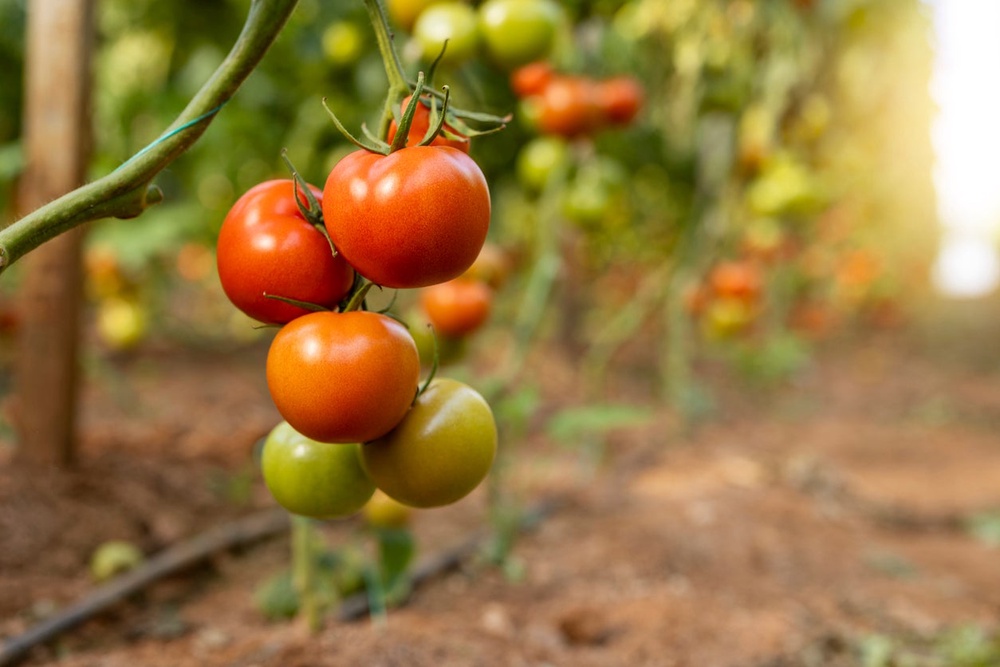 Extreme heat can disrupt ripening, leaving tomatoes orange or patchy even when mature (Getty)