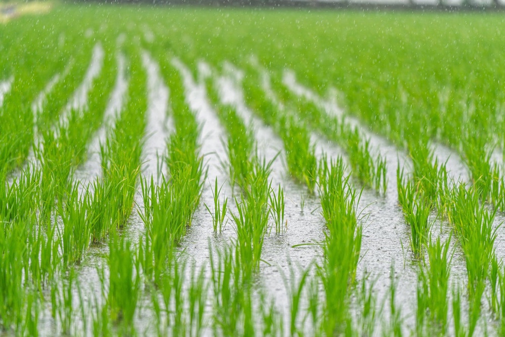 Higher temperatures and rising carbon dioxide could increase arsenic levels in rice (Getty)