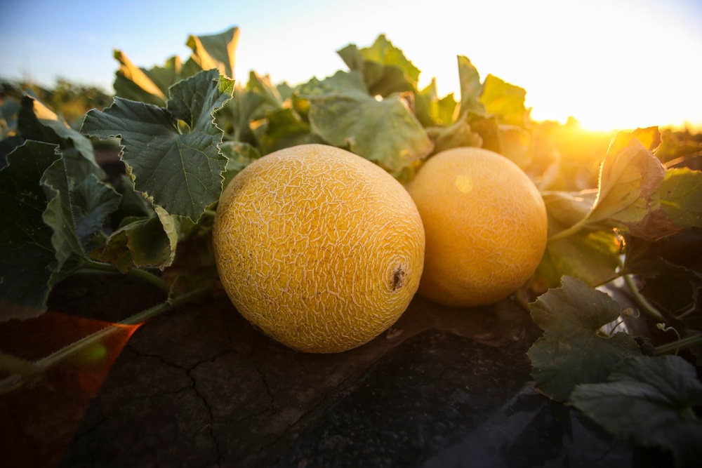 French growers have reported sunburnt melons after prolonged spells of intense heat (Getty)