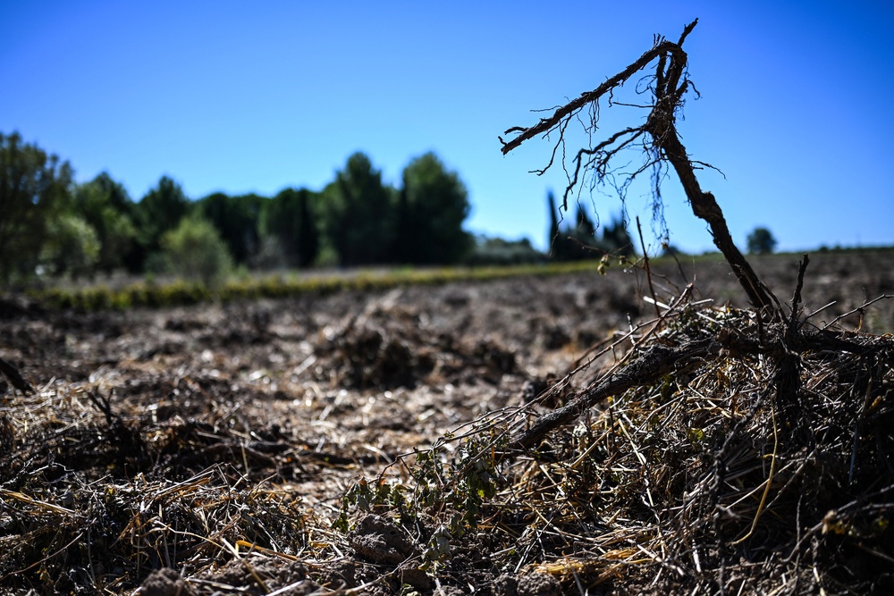 Grapes of wrath: heatwaves in France have led to an ‘unusual’ harvest (AFP/Getty)