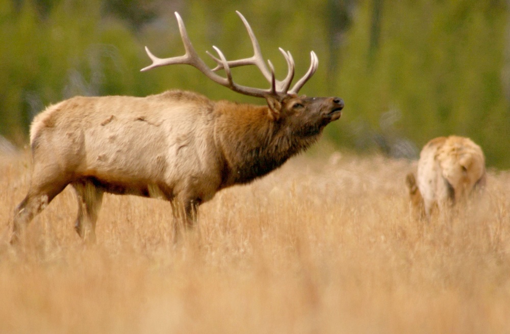It’s the annual elk breeding season, known as the rut (Getty Images)
