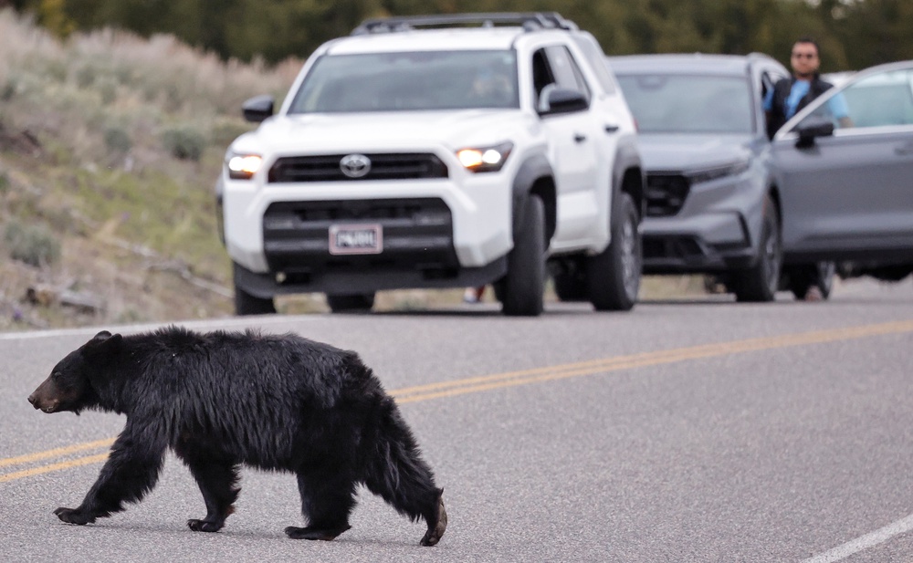 People should fight back if a black bear is attacking. Otherwise, back away from the animal (Getty Images)