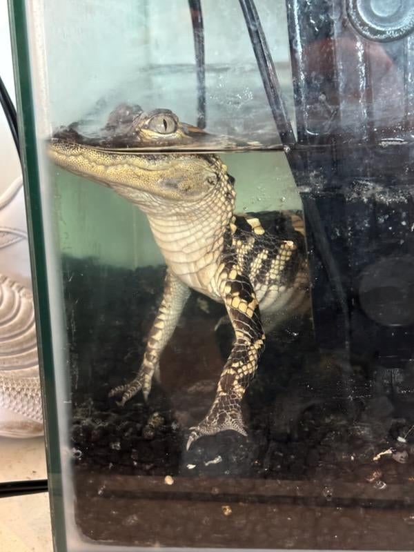 Federal agents have arrested a duo after 42 kilograms of fentanyl, a golden gun and a small alligator were found at a luxury apartment in downtown Los Angeles last week (DOJ)