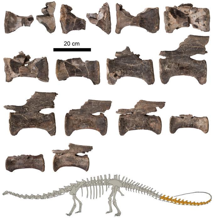 Tail vertebrae of the Diplodocus from El Castellar together with a figure indicating the studied fossils in dark (Sergio Sánchez Fenollosa/Journal of Vertebrate Paleontology)