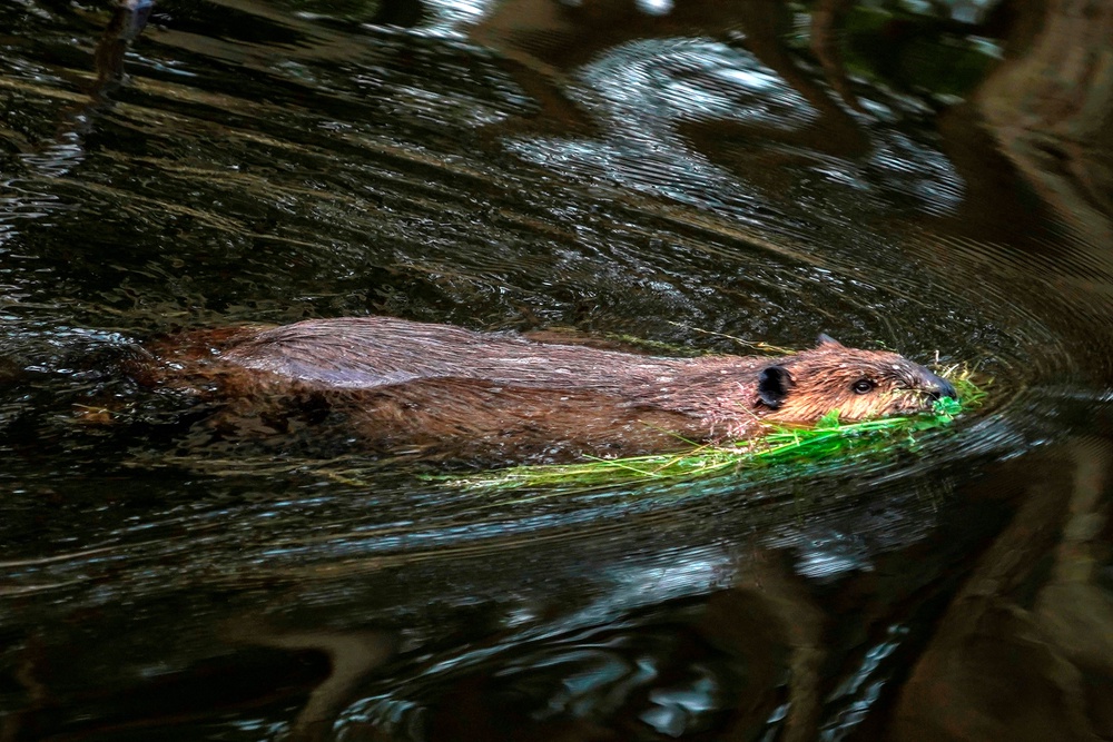 The beaver was euthanized after testing positive for rabies, but another attack followed the one on Dominick shortly after (AFP/Getty)