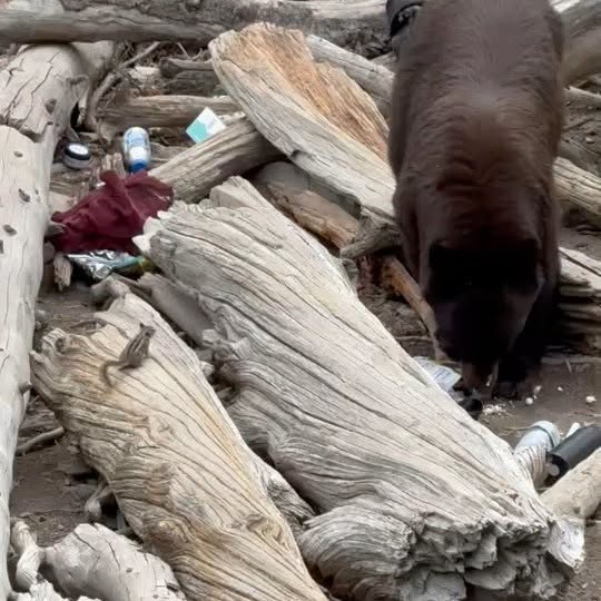 The black bear gets into abandoned food and gear in and among trees, logs and boulders in the Delta Lake area (NPS)
