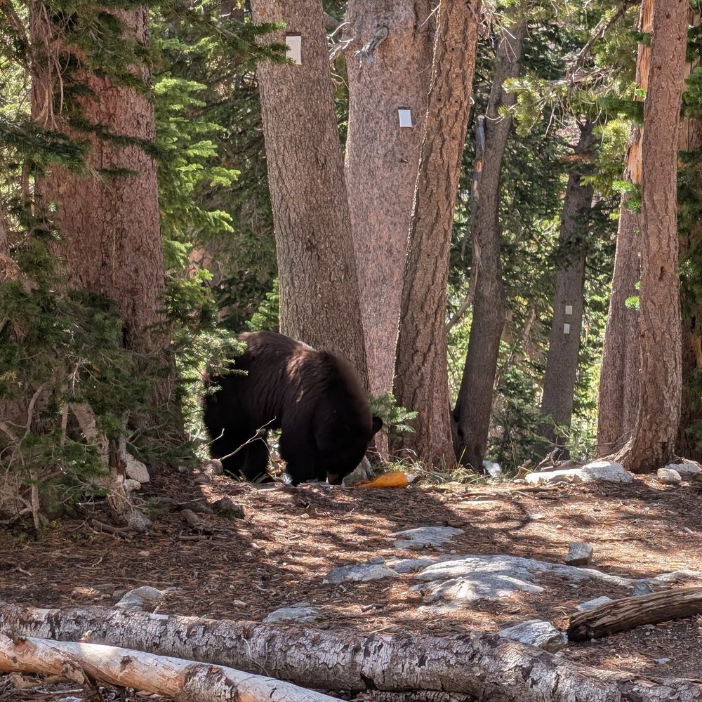This isn’t the first time a bear has been euthanized after being food-conditioned at a national park. Two bears were euthanized in Glacier and Yellowstone last summer (NPS)
