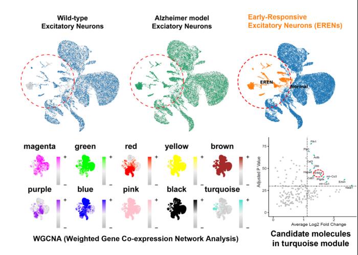 Distinct population of early responsive excitatory neurons that was selectively enriched in the Alzheimer's disease model (Institute for Basic Science)