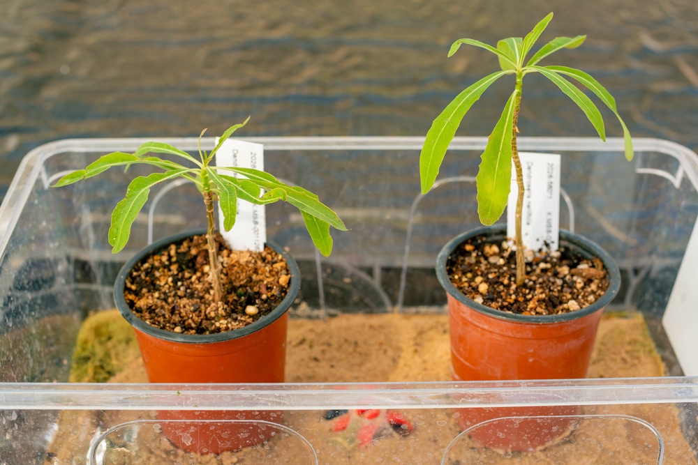 Dendroseris neriifolia saplings at Kew Wakehurst (Sebastian Kettley/RBG Kew/PA)