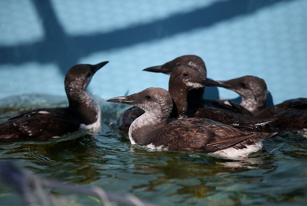 Common murres experienced the largest known die-off of a single bird species in Alaska in 2014 (Getty Images)