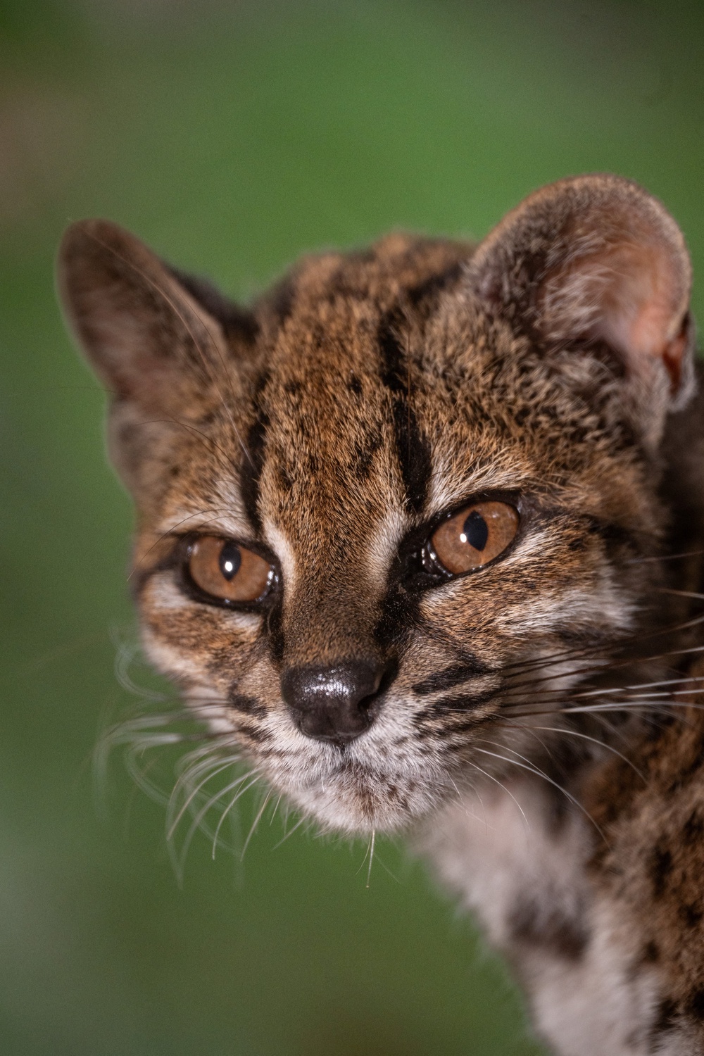 Leopardus tilcayo is the only known individual of the newly identified species (Reuters)