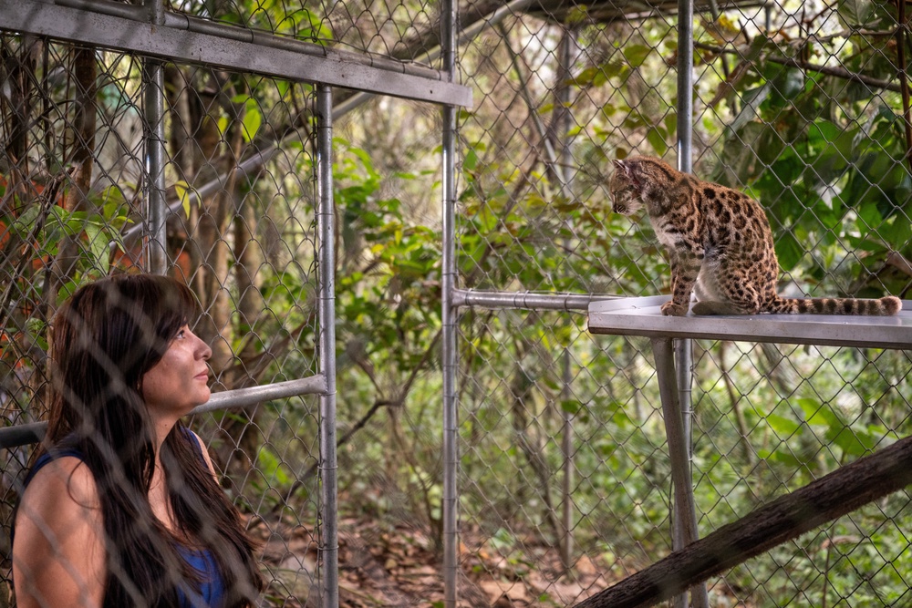 National Geographic explorer Paola Nogales Ascarrunz led the study that identified Leopardus tilcayo as a new species (Reuters)