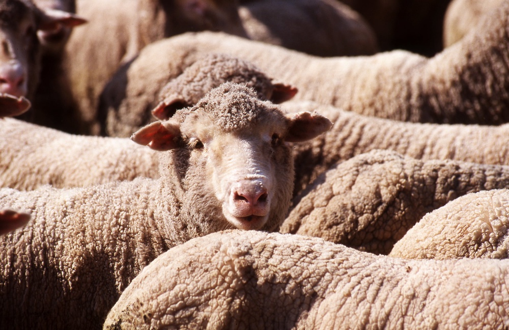 Peta’s focus on H&M follows the organisation’s investigation into a wool farm allegedly linked to the clothes store’s supply chain (Getty)