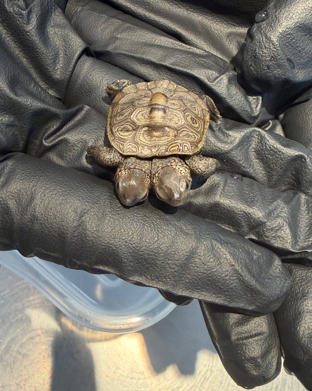 The hatchling’s two heads are the result of a rare developmental condition known as bicephaly that can occur in reptiles and other animals (Cape Wildlife Center)
