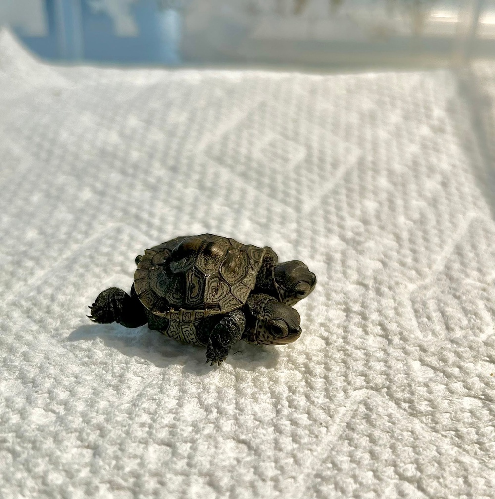 The turtle is reportedly behaving normally, according to New England Wildlife Center CEO Zak Mertz (Cape Wildlife Center)