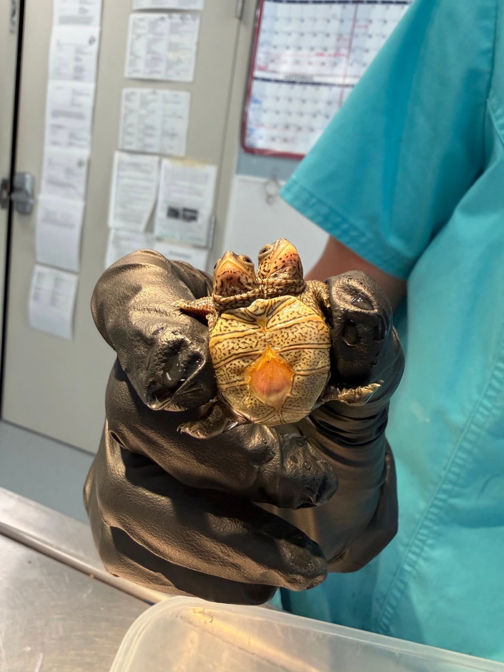 The baby turtle is only the second case of bicephaly that the Cape Wildlife Center has seen in five years (Cape Wildlife Center)