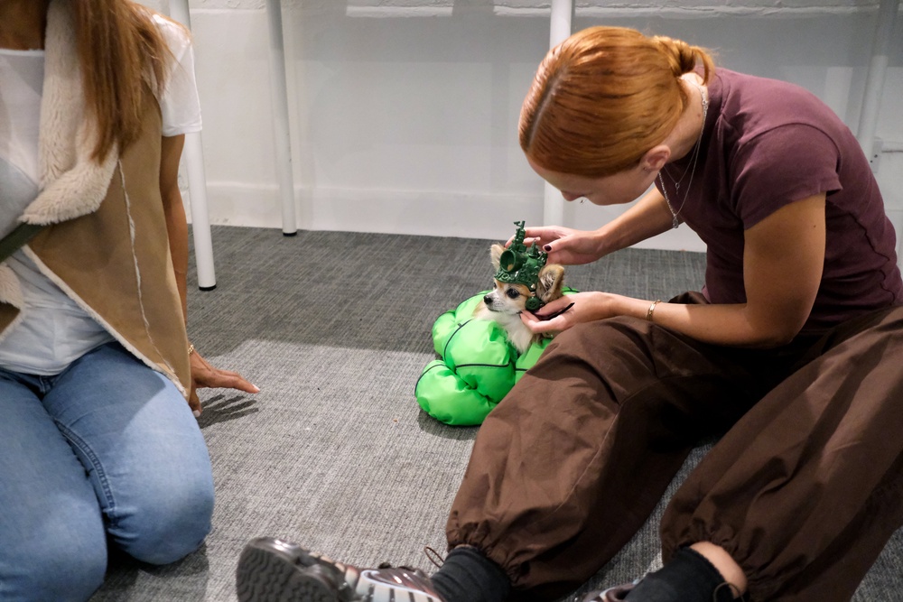 The smallest dog in the show getting dressed backstage (Karl Hugill/PA)
