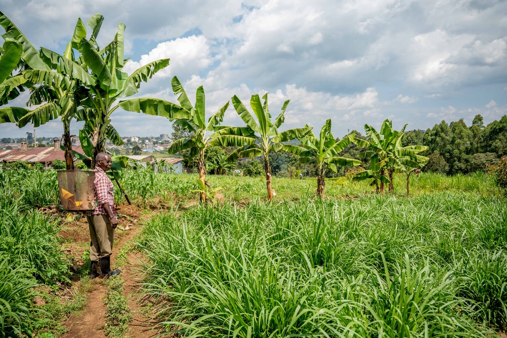 Philip Kitur looks over his farm near Kericho Town. (Anthony Odamo/Fairtrade)
