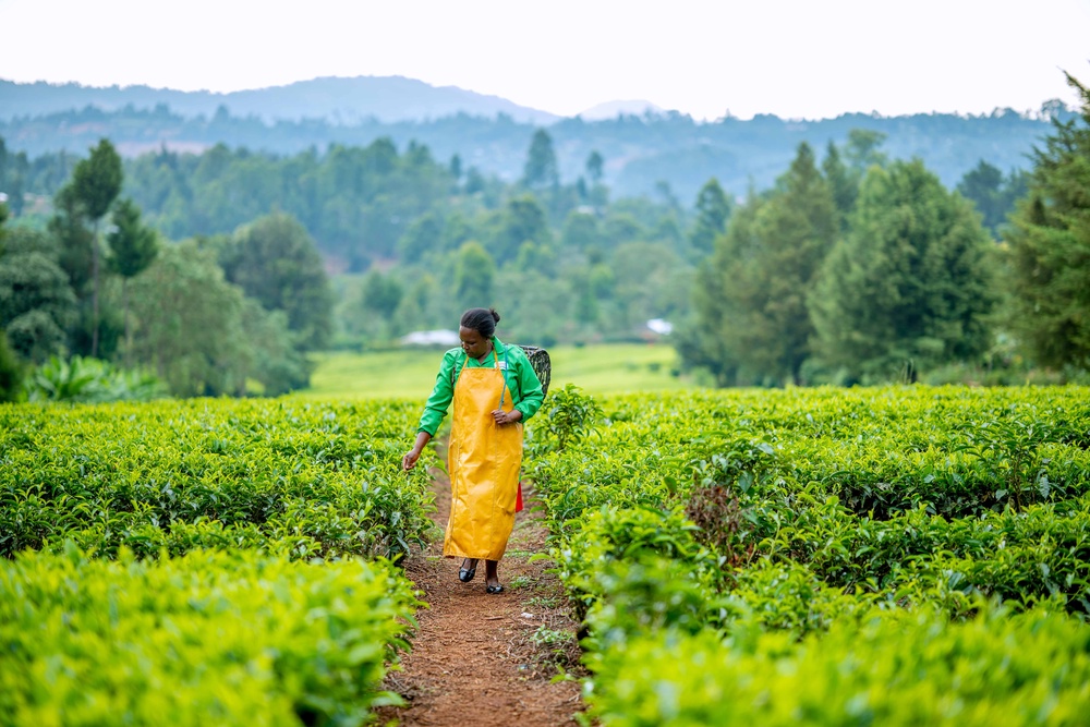 Lilian Mutai lost four months of income after a hailstorm damaged her tea crops. (Anthony Odamo/Fairtrade)