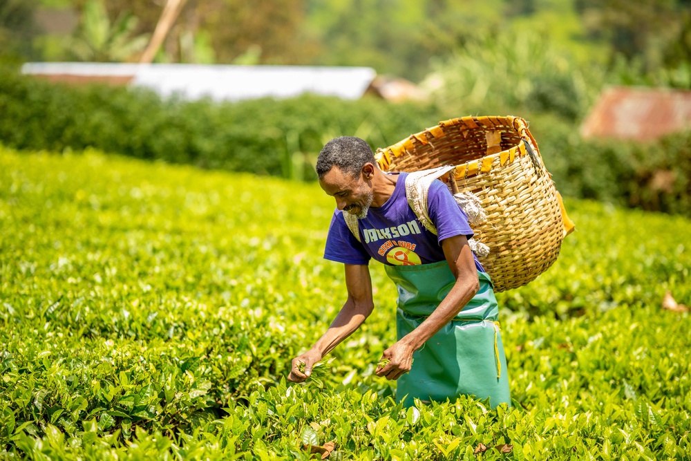Paul Kipsigei plucks tea at his home in (Athony Odamo/Fairtrade)