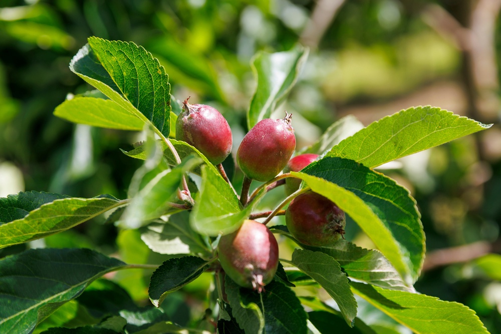 Hay Farms orchard at Easter Rhynd in Perthshire where they are growing apples for Lost Orchards Cider (Story Shop/PA)