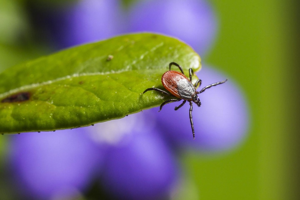 Ixodes ricinus (Erik Karits via Eurekalert)